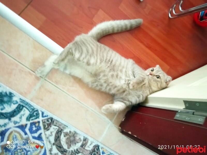 Scottish Fold, Kedi  Balım fotoğrafı