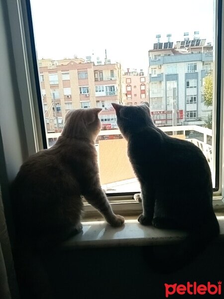 Scottish Fold, Kedi  Balım fotoğrafı