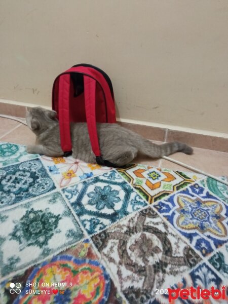 Scottish Fold, Kedi  Balım fotoğrafı