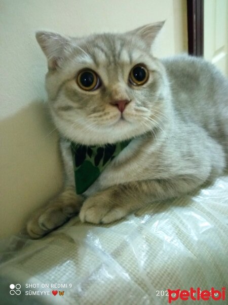 Scottish Fold, Kedi  Balım fotoğrafı