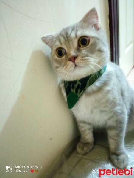 Scottish Fold, Kedi  Balım fotoğrafı