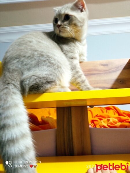 Scottish Fold, Kedi  Balım fotoğrafı