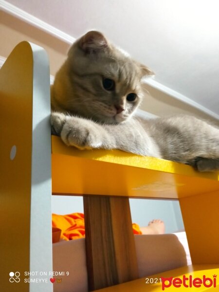 Scottish Fold, Kedi  Balım fotoğrafı