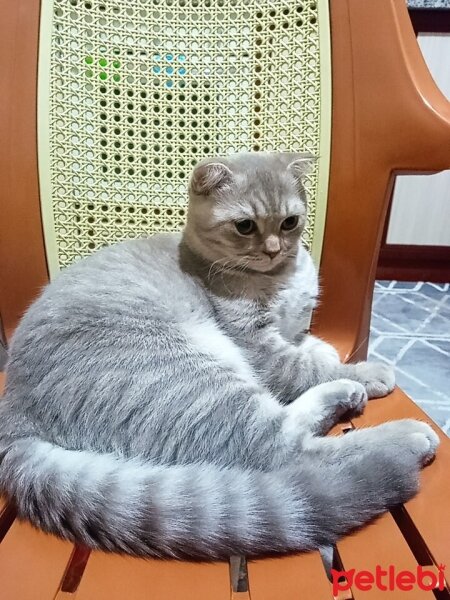 Scottish Fold, Kedi  Balım fotoğrafı