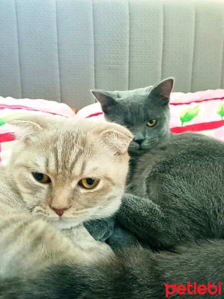 Scottish Fold, Kedi  Balım fotoğrafı