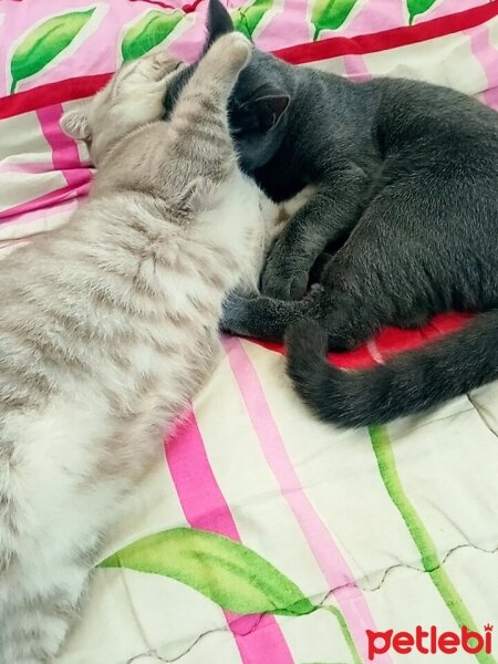 Scottish Fold, Kedi  Balım fotoğrafı