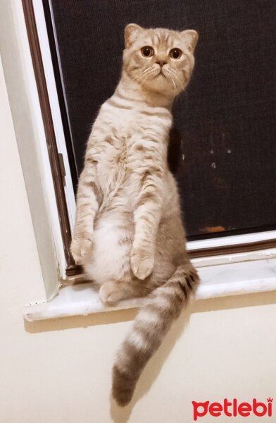 Scottish Fold, Kedi  Balım fotoğrafı