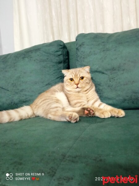 Scottish Fold, Kedi  Balım fotoğrafı