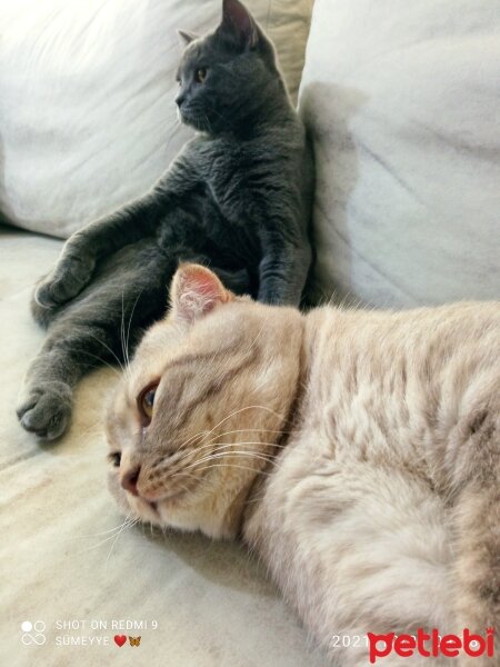 Scottish Fold, Kedi  Balım fotoğrafı