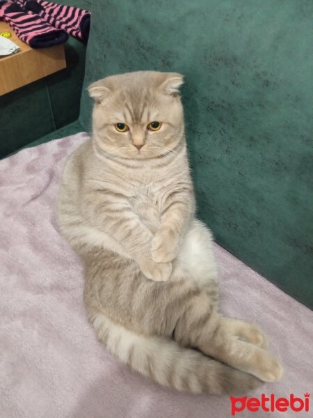 Scottish Fold, Kedi  Balım fotoğrafı