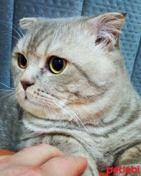 Scottish Fold, Kedi  Balım fotoğrafı