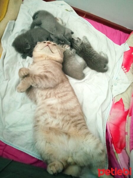 Scottish Fold, Kedi  Balım fotoğrafı