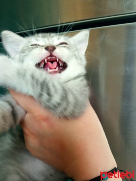 Scottish Fold, Kedi  Balım fotoğrafı