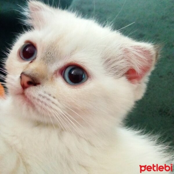 Scottish Fold, Kedi  Balım fotoğrafı