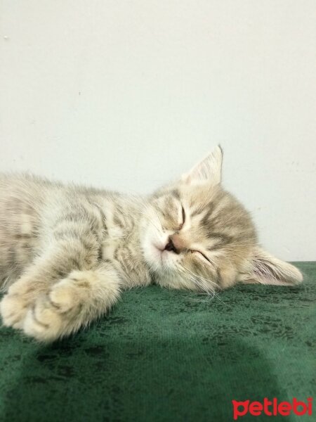 Scottish Fold, Kedi  Balım fotoğrafı