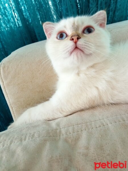 Scottish Fold, Kedi  Balım fotoğrafı