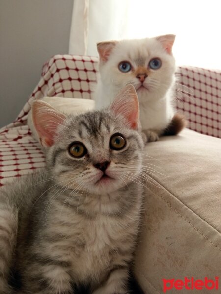 Scottish Fold, Kedi  Balım fotoğrafı