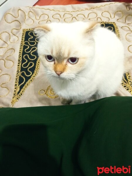 Scottish Fold, Kedi  Balım fotoğrafı