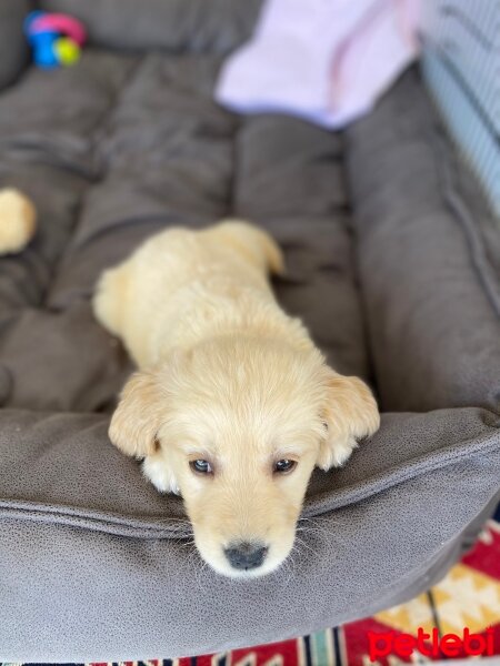 Golden Retriever, Köpek  Angel fotoğrafı