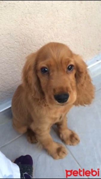 İngiliz Cocker Spaniel, Köpek  Kuki fotoğrafı