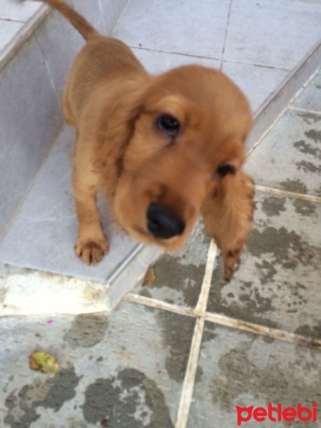 İngiliz Cocker Spaniel, Köpek  Kuki fotoğrafı