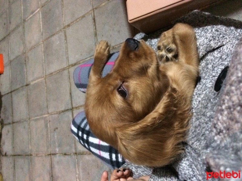 İngiliz Cocker Spaniel, Köpek  Kuki fotoğrafı