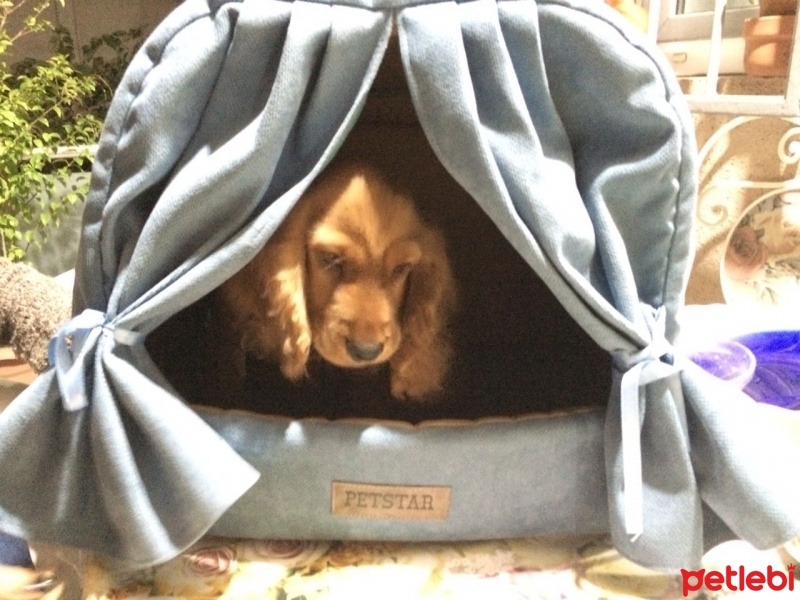 İngiliz Cocker Spaniel, Köpek  Kuki fotoğrafı