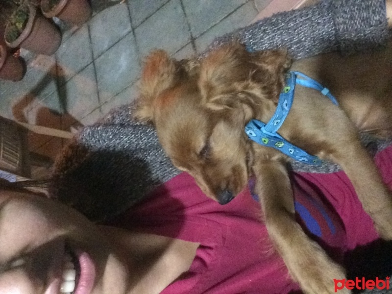İngiliz Cocker Spaniel, Köpek  Kuki fotoğrafı