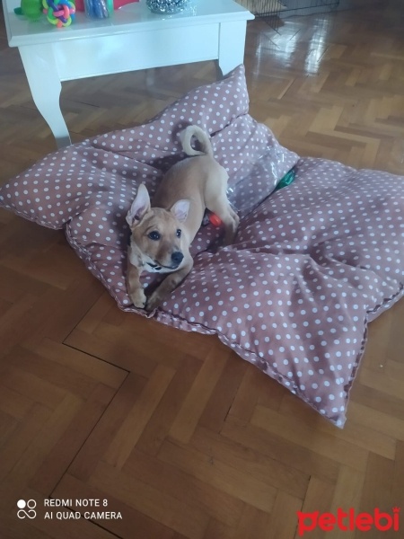 Minyatür Pinscher, Köpek  linda fotoğrafı