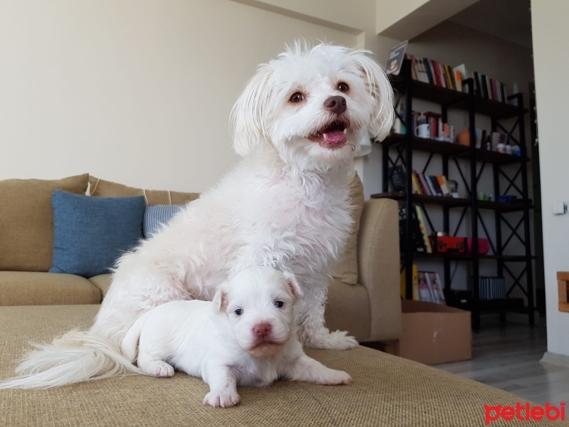 Maltese, Köpek  Maya fotoğrafı