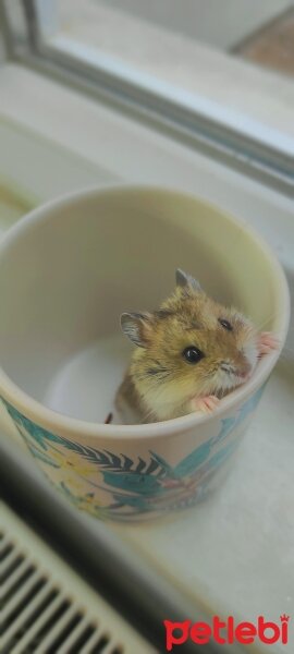 Hamster, Kemirgen  Latte fotoğrafı