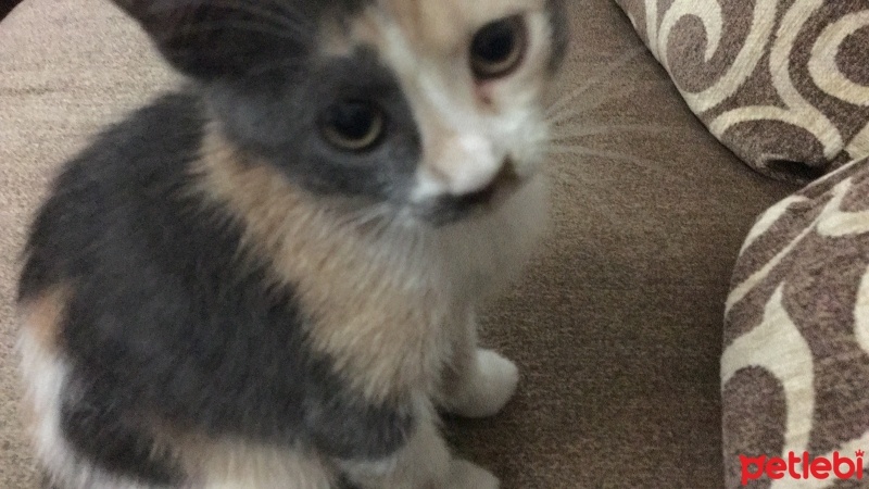 Tekir Kedi, Kedi  Cimcime fotoğrafı