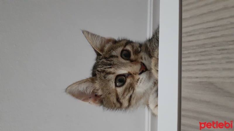 Tekir Kedi, Kedi  Şanslı fotoğrafı