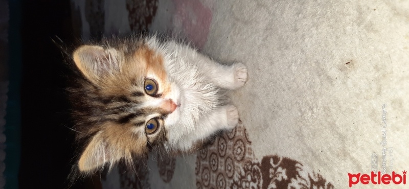 İran Kedisi (Persian), Kedi  Hera fotoğrafı