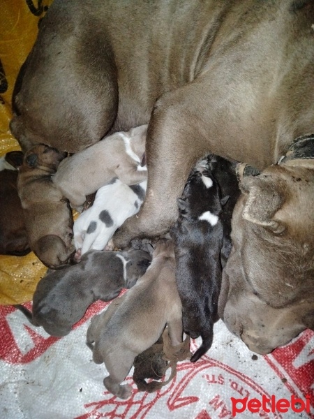 Amerikan Staffordshire Terrier, Köpek  Yeni yavru fotoğrafı