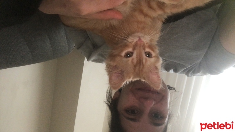 Tekir Kedi, Kedi  Kontes fotoğrafı