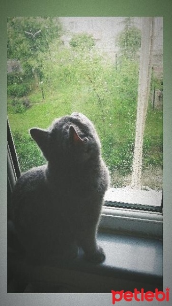 British Shorthair, Kedi  MİA fotoğrafı