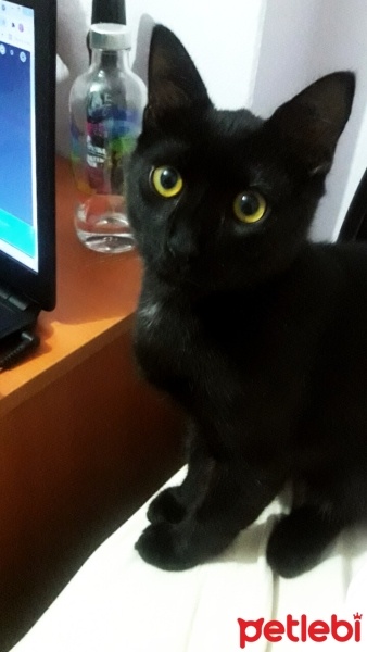 Bombay, Kedi  İrmik fotoğrafı