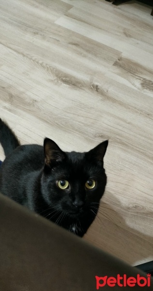 Bombay, Kedi  İrmik fotoğrafı