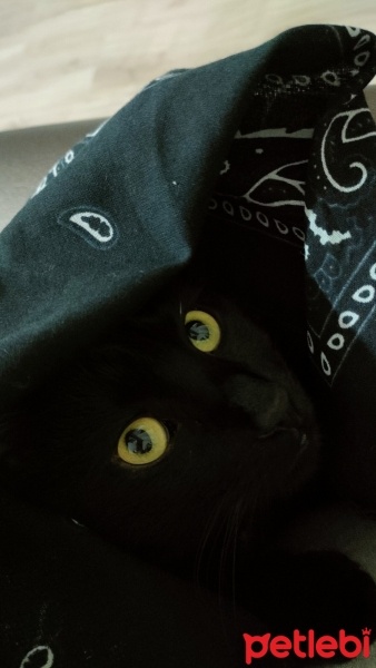 Bombay, Kedi  İrmik fotoğrafı