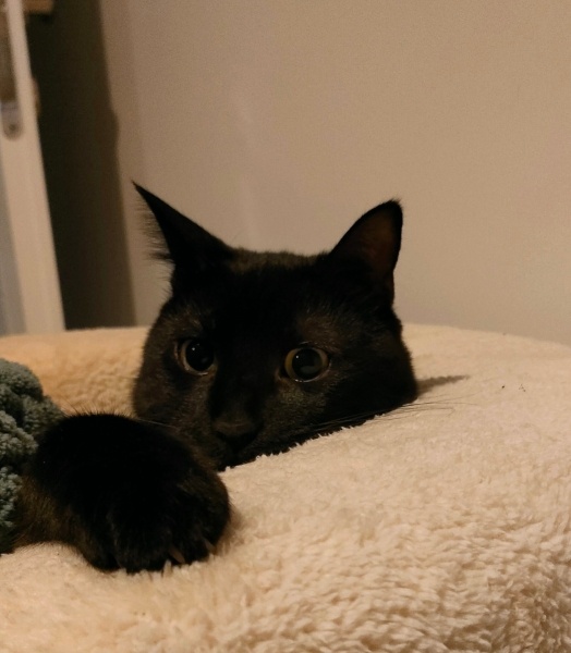 Bombay, Kedi  İrmik fotoğrafı