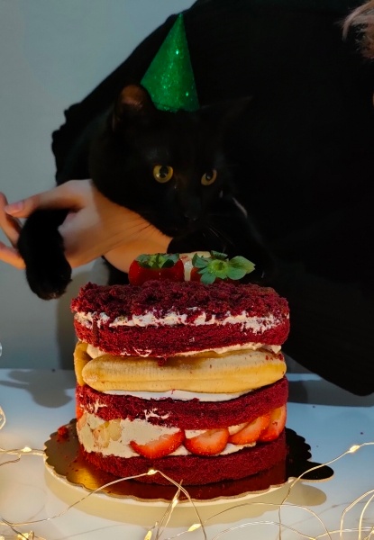 Bombay, Kedi  İrmik fotoğrafı
