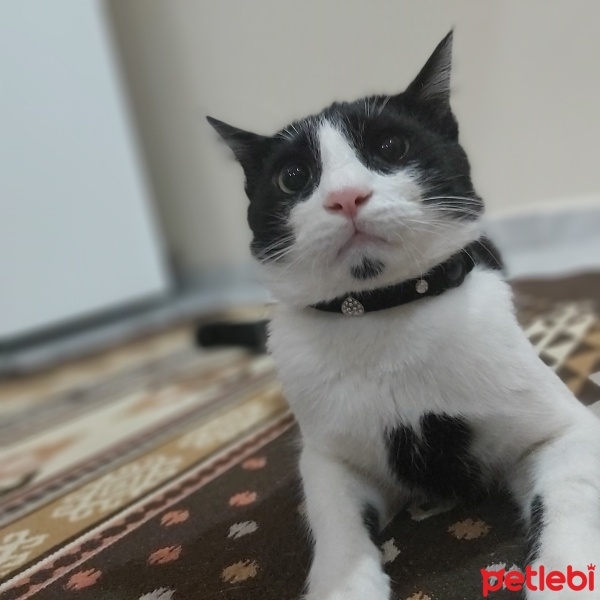 Tekir Kedi, Kedi  ponçik fotoğrafı