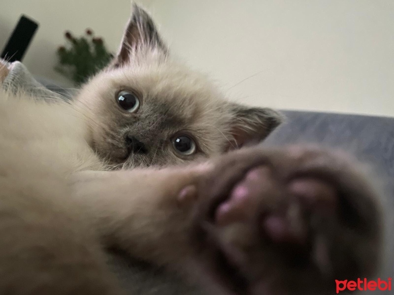Scottish Fold, Kedi  Bulut fotoğrafı