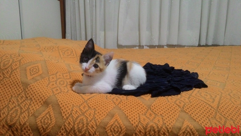 Tekir Kedi, Kedi  Tarçın fotoğrafı