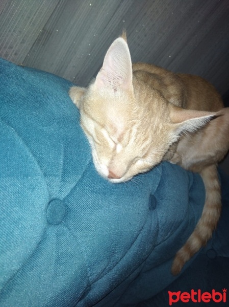 Tekir Kedi, Kedi  Maviş fotoğrafı