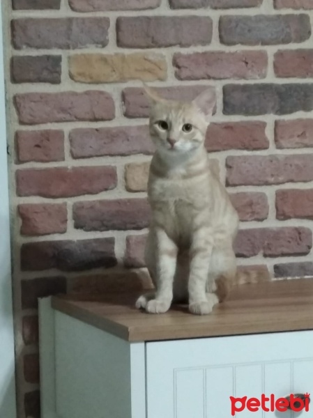 Tekir Kedi, Kedi  Maviş fotoğrafı