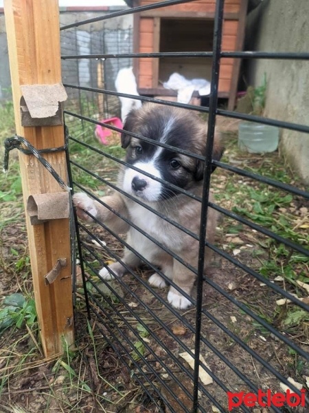 Border Collie, Köpek  1.5 Aylık Küçük Irk Çok Tatlı Yavru fotoğrafı