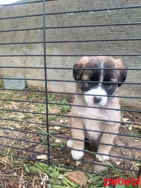Border Collie, Köpek  1.5 Aylık Küçük Irk Çok Tatlı Yavru fotoğrafı