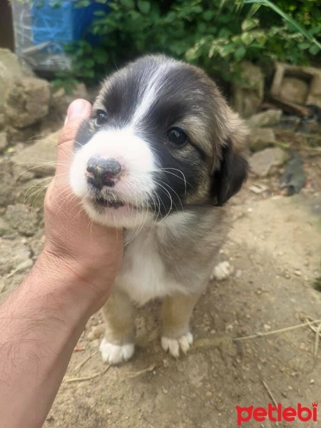 Border Collie, Köpek  1.5 Aylık Küçük Irk Çok Tatlı Yavru fotoğrafı